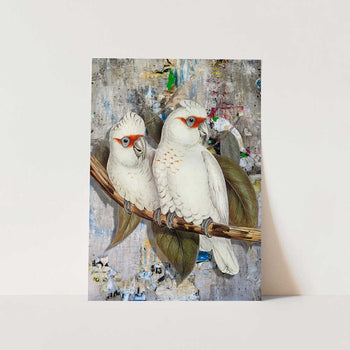 White Cockatoos Street Art PFY Art Print