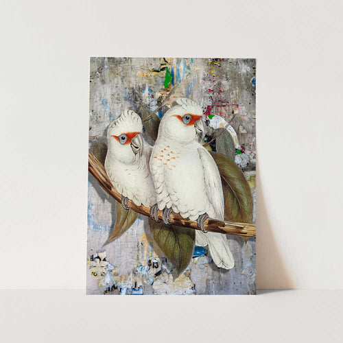 White Cockatoos Street Art PFY Art Print