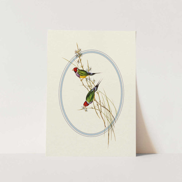 Gouldian Finches Perched PFY Art Print