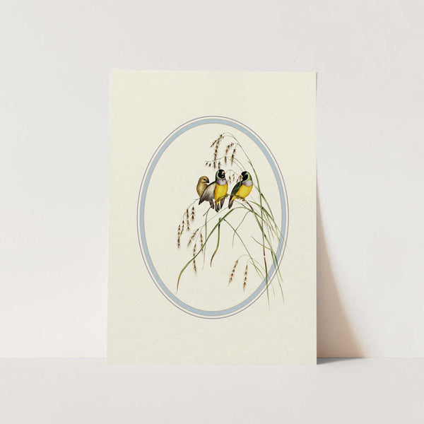 Gouldian Finches Illustration PFY Art Print
