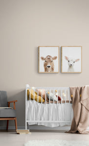 Peekaboo Baby Cow PFY Art Print