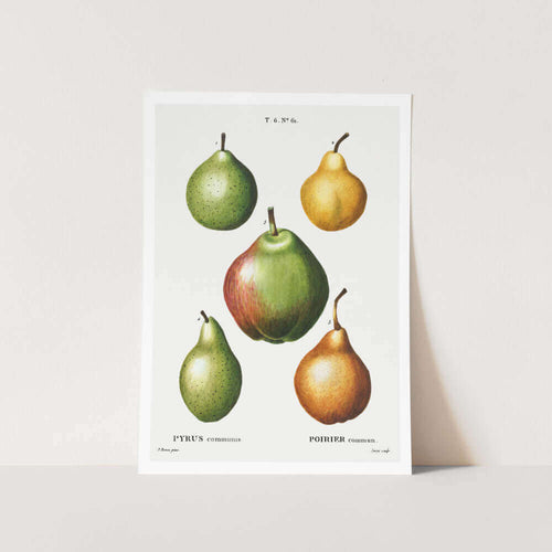 5 Pears Art Print