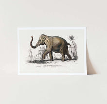 Load image into Gallery viewer, Asiatic Elephant Art Print