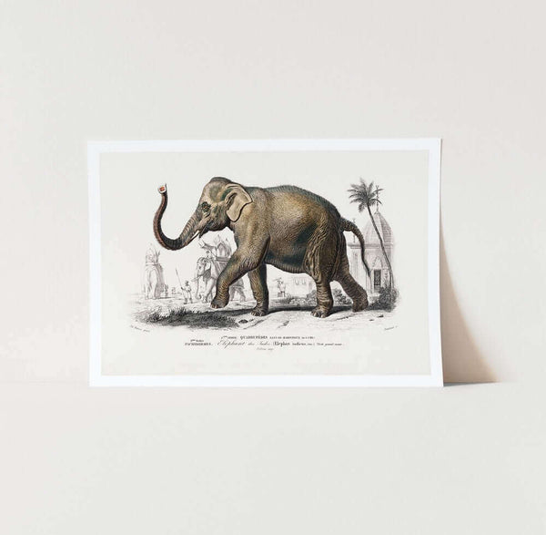 Asiatic Elephant Art Print