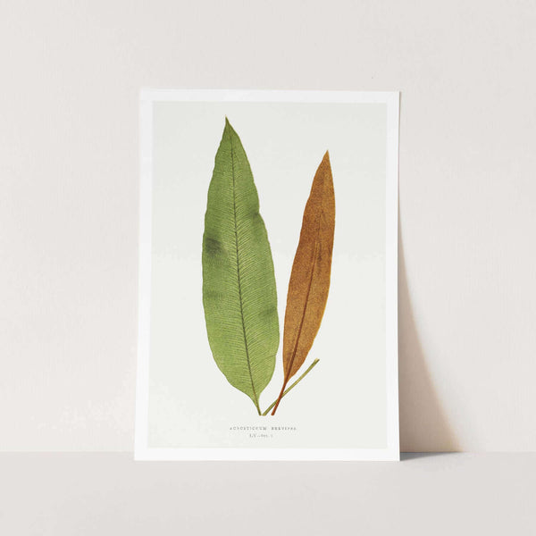 Acrostichum Brevipes Art Print