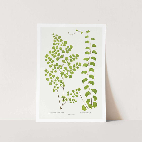 Adiantum Assimile and A. Lunulatum Art Print