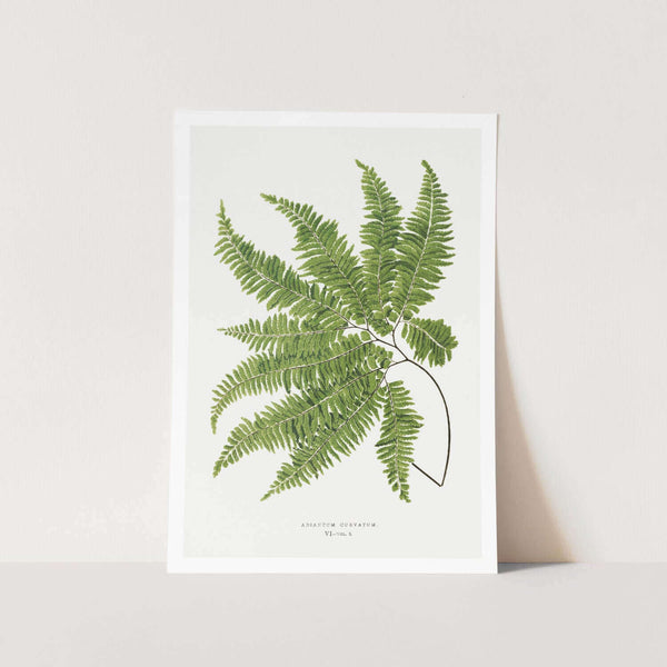 Adiantum Curvatum Art Print