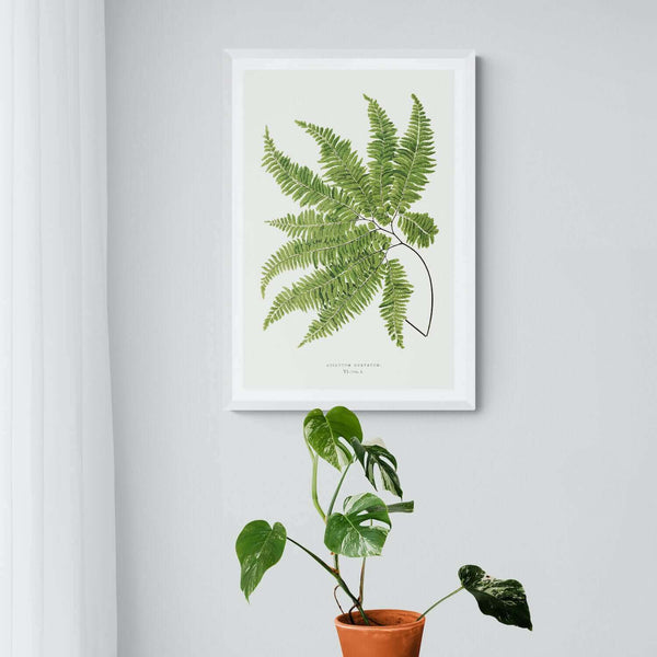 Adiantum Curvatum Art Print