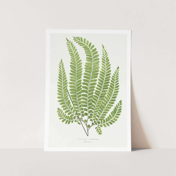 Adiantum Pubescens Art Print