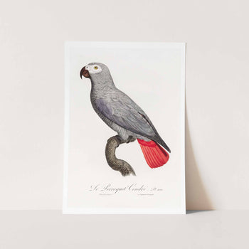 The African Grey Art Print