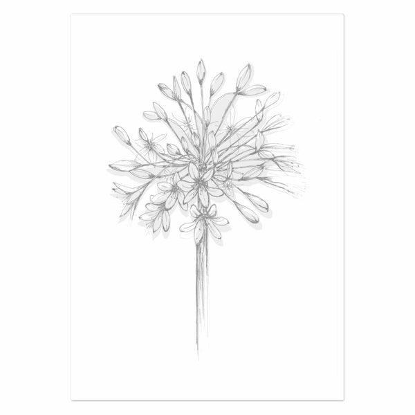 Agapanthus Silhouette Full Bloom Art Print