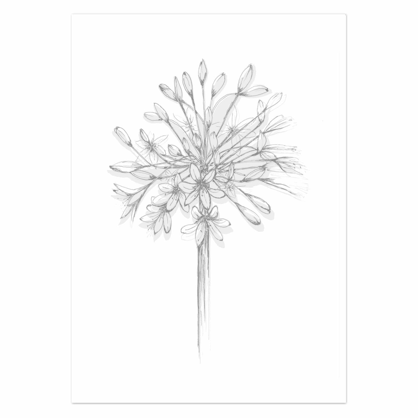 Agapanthus Silhouette Full Bloom Art Print