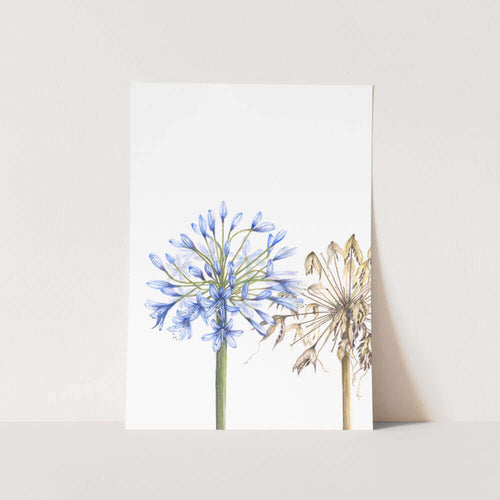 Agapanthus Full Bloom with Dried Bloom Art Print