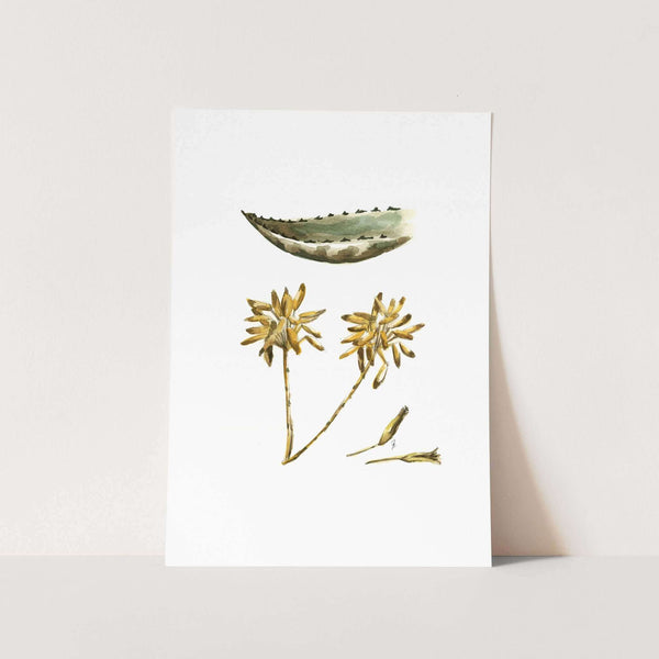 Aloe by Mareli Art Print