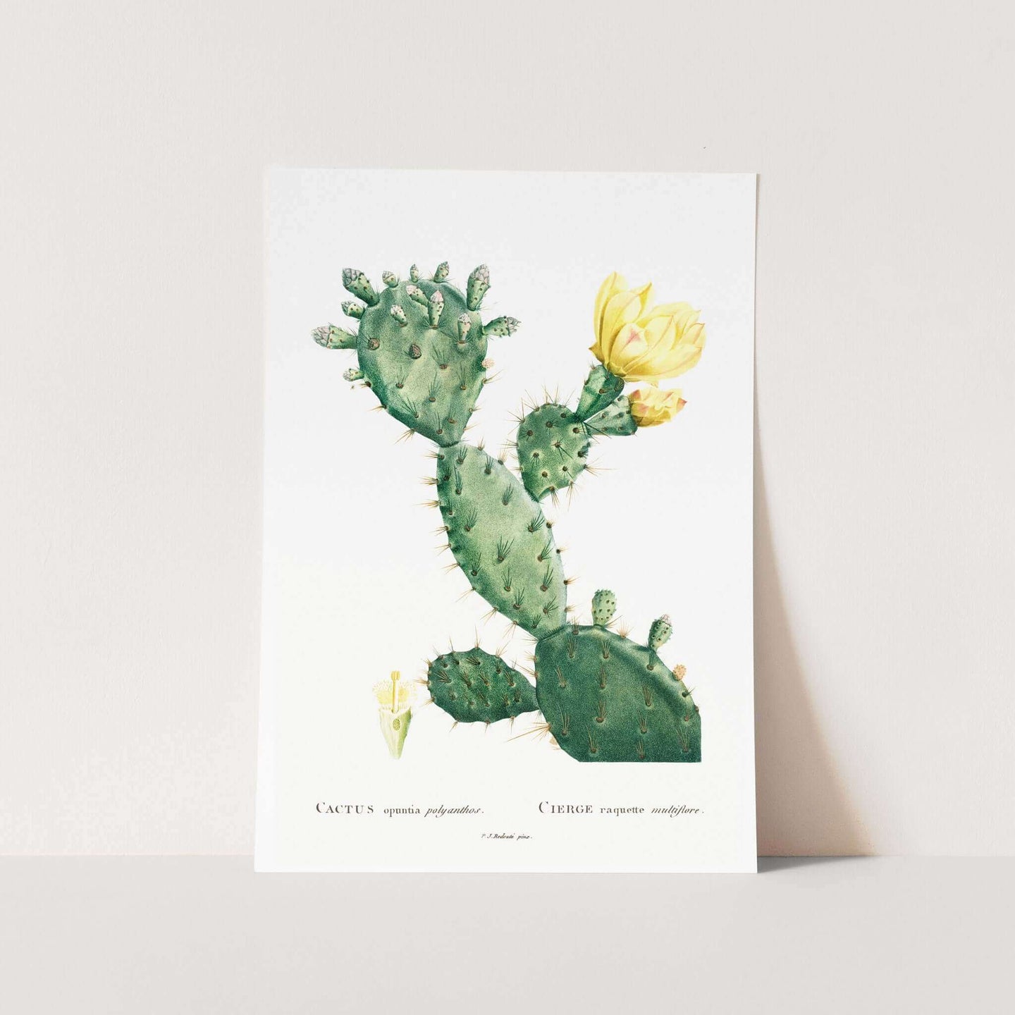 Aloe Opuntia Polyanthos Art Print