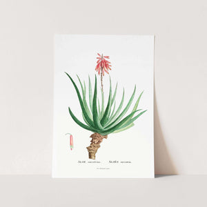 Aloe Socotrina Art Print