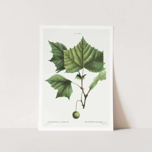 American Sycamore Art Print