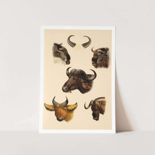 Animals Horns Art Print