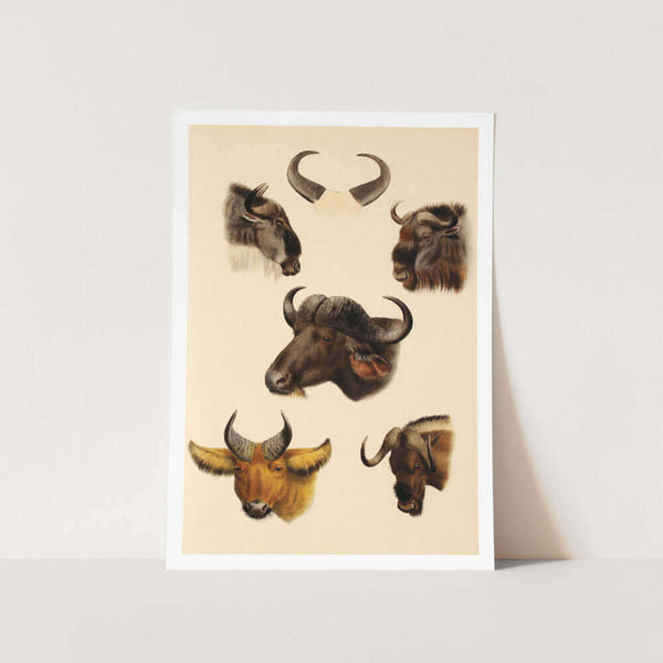 Animals Horns Art Print