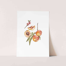 Load image into Gallery viewer, Apricot Art Print