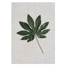 Load image into Gallery viewer, Aralia Leaf II by Sonjé Art Print