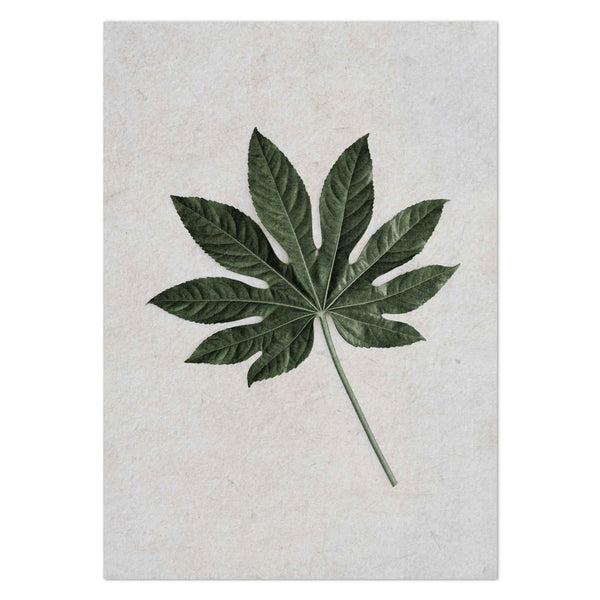 Aralia Leaf II by Sonjé Art Print