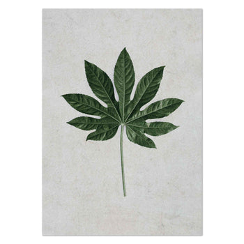 Aralia Leaf by Sonjé Art Print