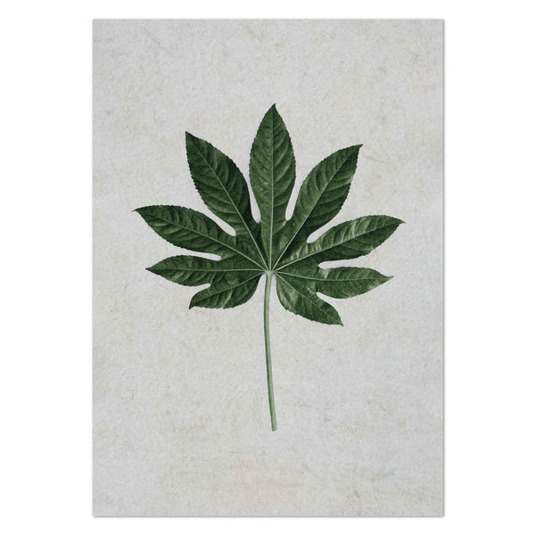 Aralia Leaf by Sonjé Art Print