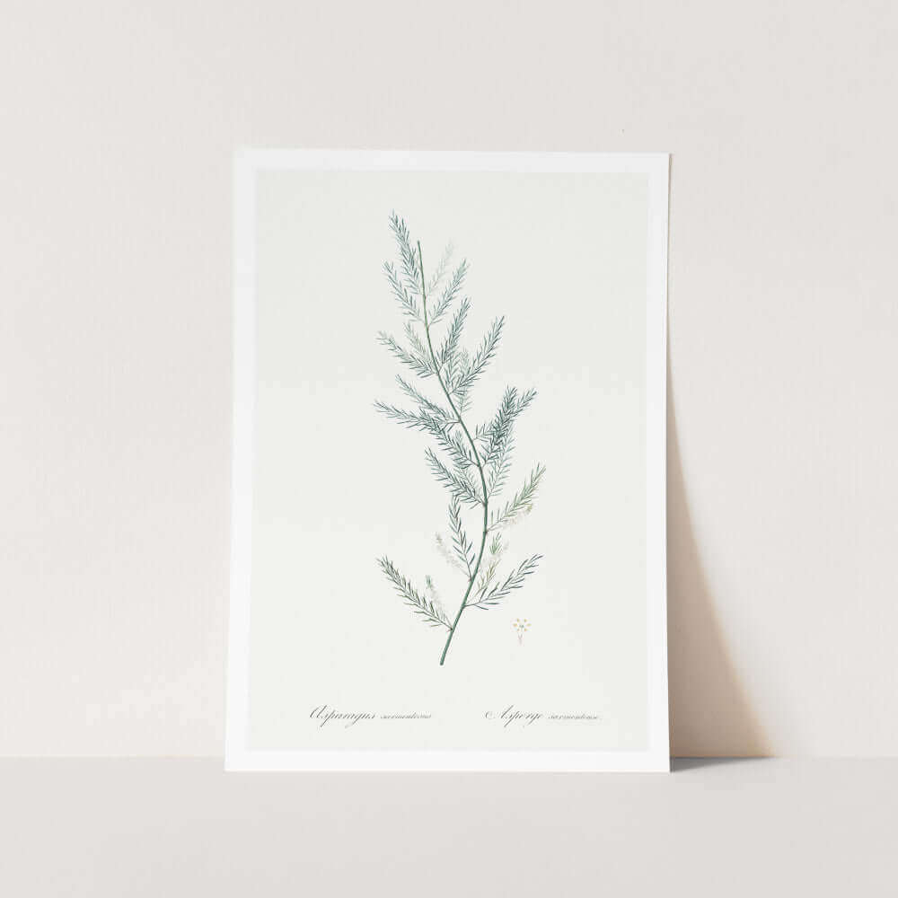 Asparagus Sarmentosus Plant Art Print