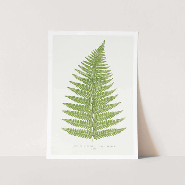 Aspidium Angulare. V. Tripinnatum Art Print