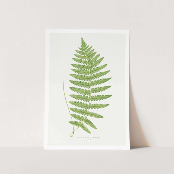 Aspidium Thelypteris Art Print