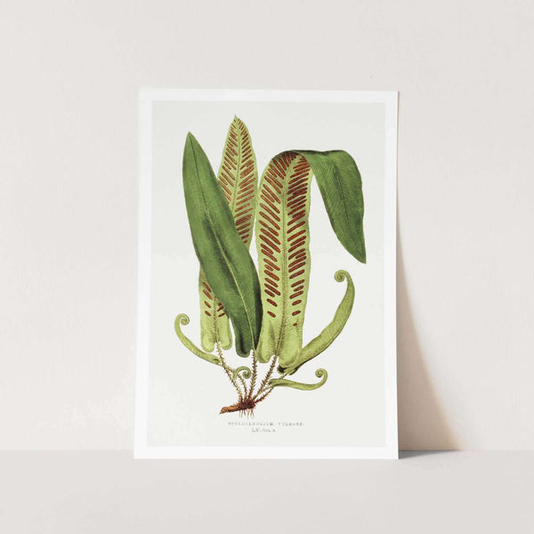 Asplenium Vulgare Art Print