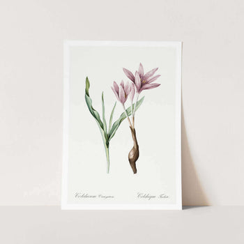 Autumn Crocus Plant Art Print