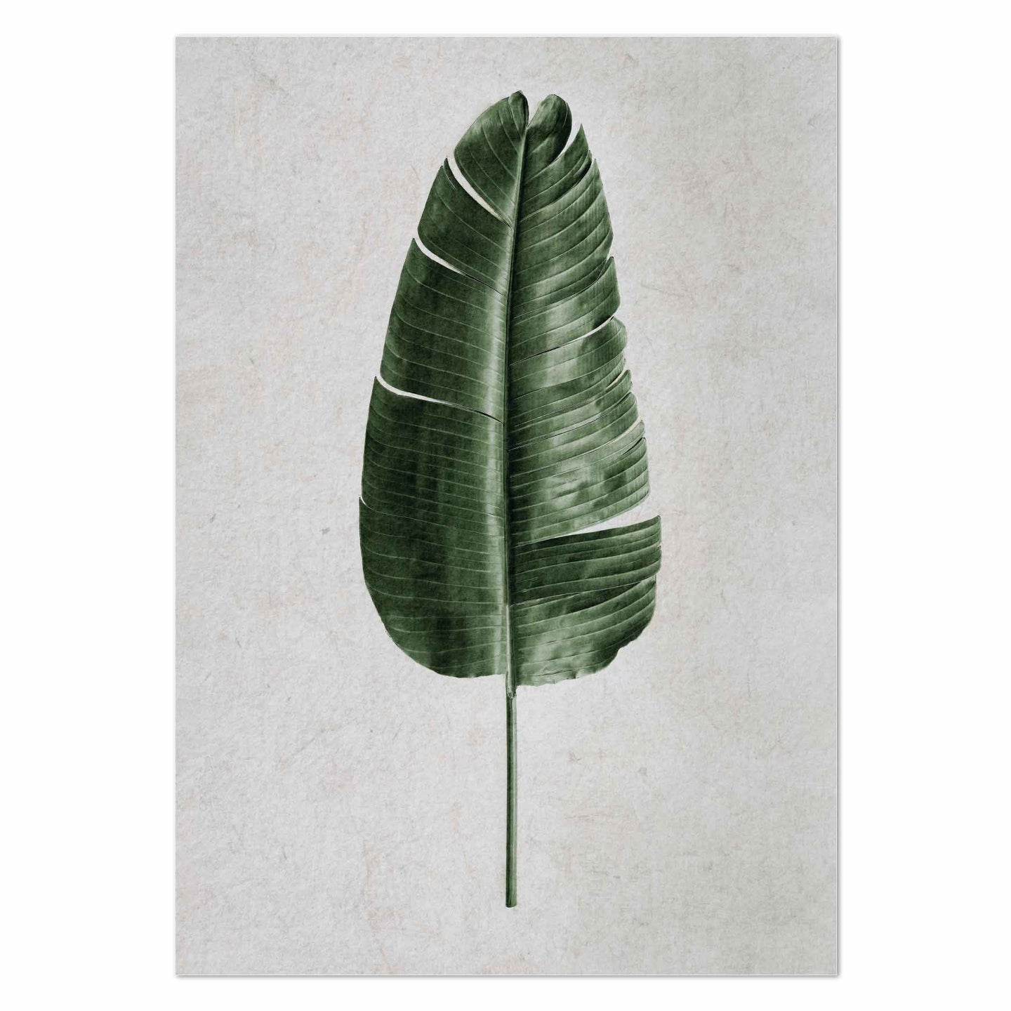 Banana Leaf by Sonjé Art Print