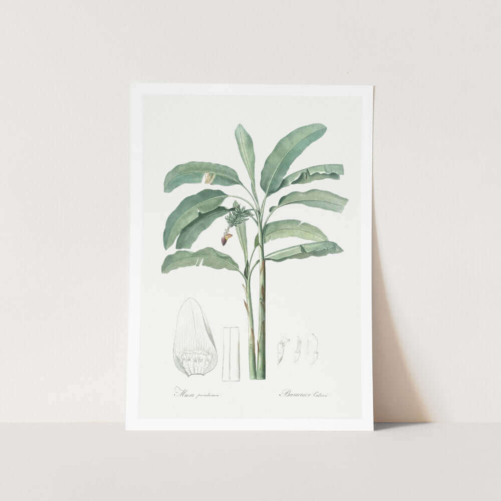 Banana Illustration Plant Art Print