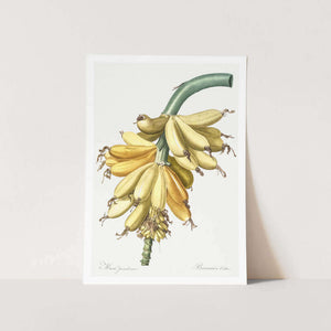 Banana Plant Art Print