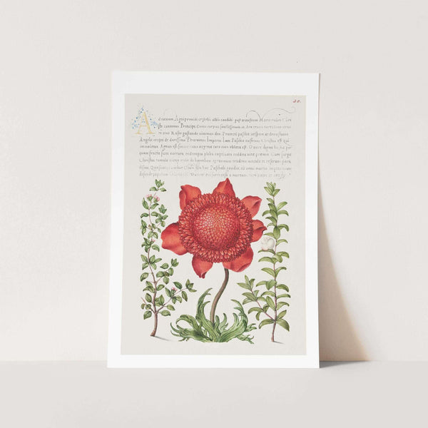 art_print_vintage_flower