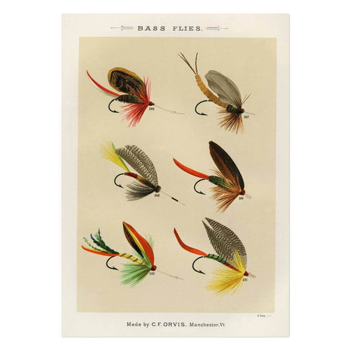 Bass Flies 7 Art Print