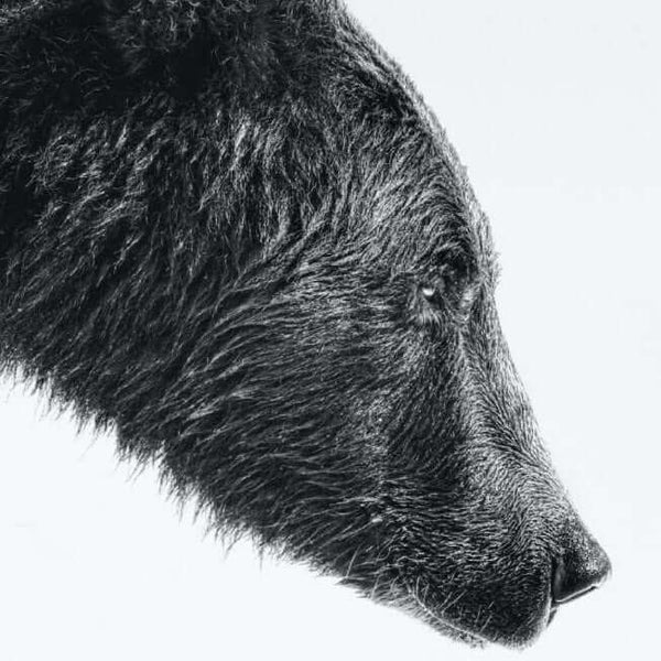 Bear Focus PFY Art Print