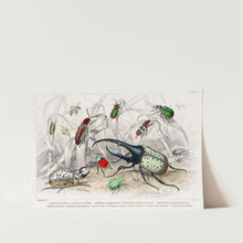 Load image into Gallery viewer, Beetle Paradise Art Print