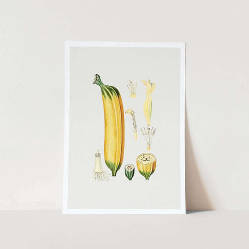 Biodiversity Heritage Banana Art Print