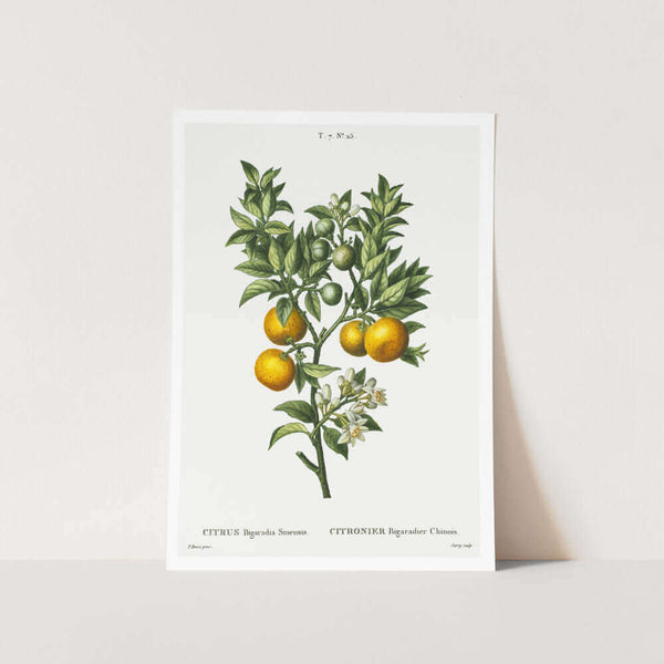 Bitter Sweet Oranges Art Print