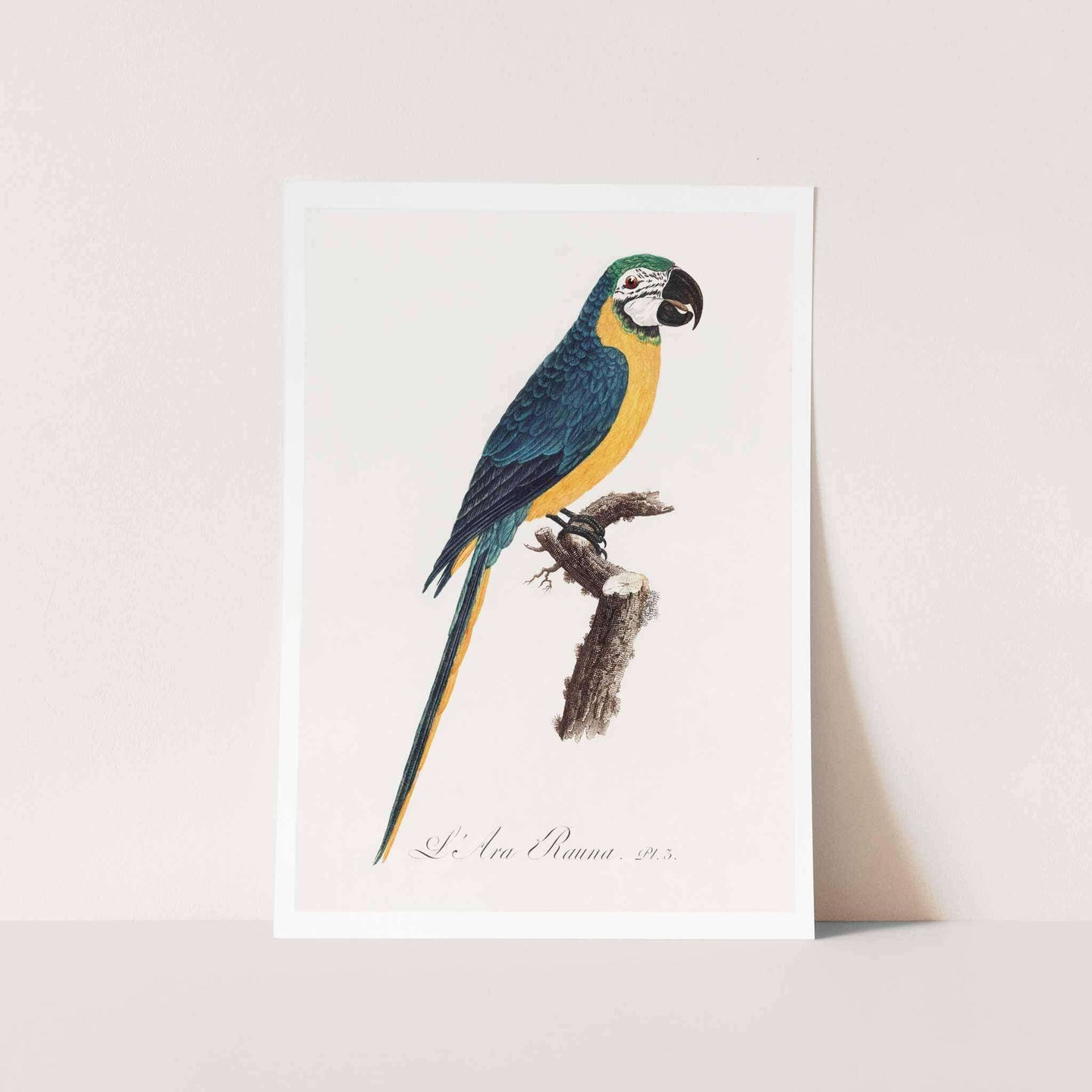 Blue & Yellow Macaw Art Print