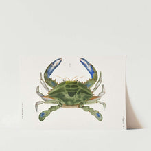 Load image into Gallery viewer, Blue Green Crab Art Print