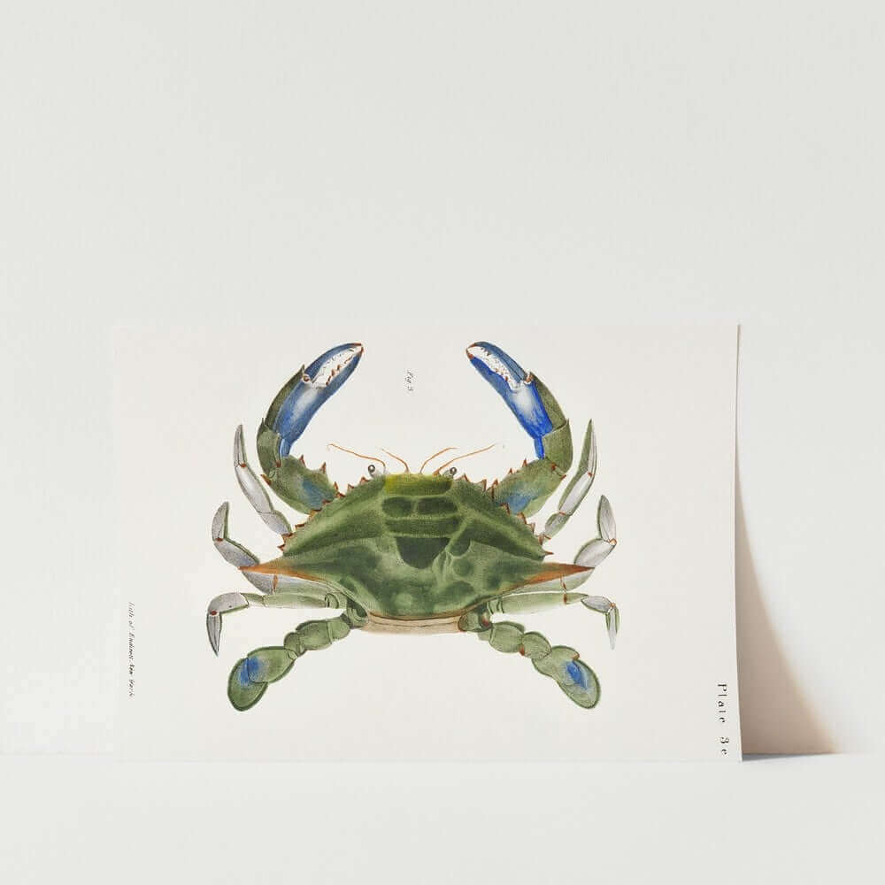 Blue Green Crab Art Print