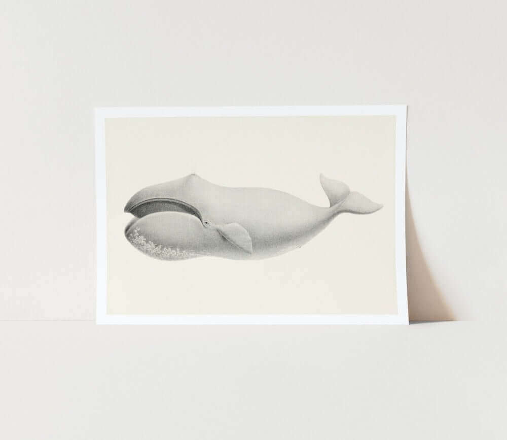 Bowhead whale art print