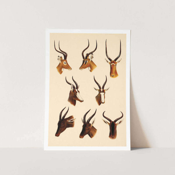 Buck Horn Display 2 Art Print