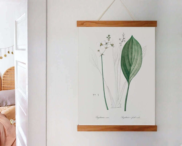 Bulltongue arrowhead plant poster in frame