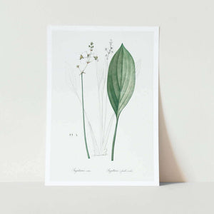 Bulltongue arrowhead art print