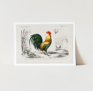 Cockerel Art Print